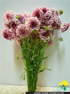 Scabiosa japonica Queen.jpeg